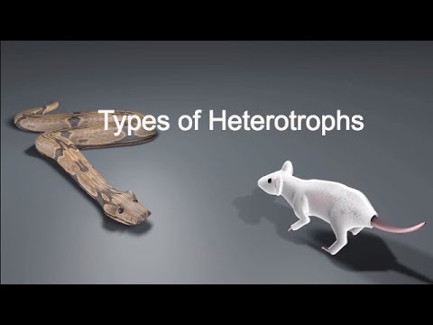 Why are animals called Heterotrophs?