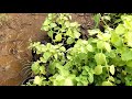 மாடி தோட்டத்திற்கு வாங்கிய புது செடிகள் nursery vist vlog and purchasing new plants.