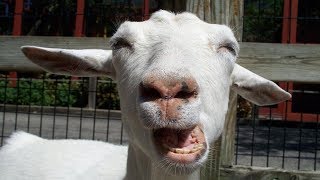 Best Funny Goats | Cute and Funny Goat Videos Compilation