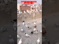 hyderabadi kabootar 😎🫡😜 sabaz parre kabutar pigeon pigeonlover kabutar