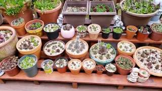 다육식물 바위솔 웃자라지 않게 번식 많이하며 잘키우기《Tips for successfully growing Sempervivum Succulents - Hens \u0026 Chicks》