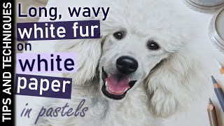 How to draw white fur on white paper in pastels | Drawing long, wavy fur