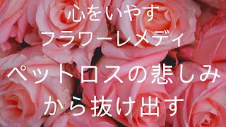 10-1.(ペットロス)今を生きる気力を取り戻す