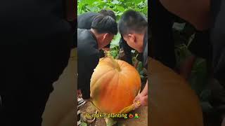 Pumpkin planting 🎃👩‍🌾