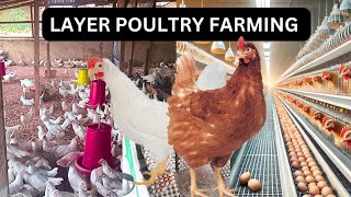Layer Poultry Farming: Step-by-Step Guide from Day-Old Chicks to Egg Production