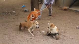 Fake Tiger Prank Dog So Funny Can Not Stop Laugh Must Watch New Funny Prank Video 2023 #dogfunny 😲😱