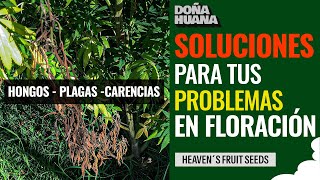 SOLUCIONES PARA PROBLEMAS EN FLORACIÓN - HONGOS, ARAÑA ROJA, TRIPS / CON MAURI DE HEAVEN´S FRUIT