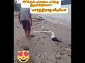 சிரிக்கும் பறவை 🐦 laughingbird bird sea trendingvideo viralvideo topnews amazingvideo