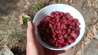 More free trees! Cornelian cherry (cornus mas). Is it good eating though?