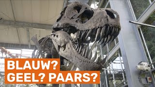 Hoe weten we de kleur van een dinosaurus?