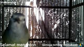 burung opior jawa atau cak gentong ngriwik... pas buat masteran atau buat belajar bunyi opior jawa