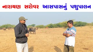 નારાયણ સરોવર આસપાસ નું પશુપાલન #ektadairyfarming #prakashchaudhary