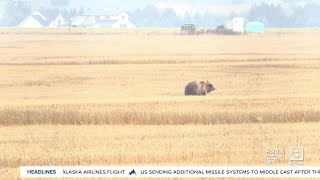 Grizzly bear spotted Monday in the Creston area