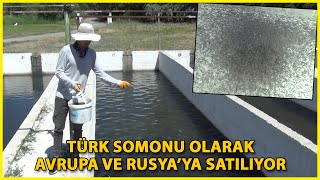 Erzincan'da Üretilen Alabalıklar, Karadeniz'de Büyütülüp Avrupa ve Rusya'ya Satılıyor