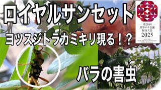 エッ！こんなカミキリムシ？知らなかった！ロイヤルサンセット🌹がやばいです😱