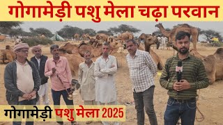 गोगामेडी पशु मेला 2025 चढ़ा परवान