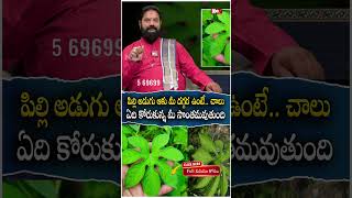 పిల్లి అడుగు ఆకు మీ దగ్గ‌ర ఉంటే.. చాలు ఏది కోరుకున్న | Facts About Pilladugu | @noxtvdevotional