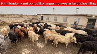 Avlikol angus no'vvoslar shunchalik arzon bo'lib ketdimi albatta ko'ring