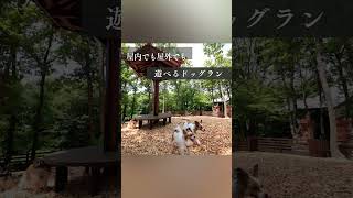 【ウブドの森】愛犬と旅行する【愛犬お宿】