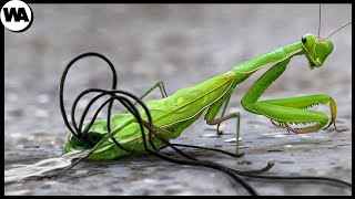 This Is What All Mantises Are Afraid of