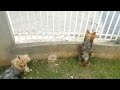 yorkie puppy compilation *new 2023*