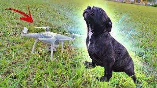 TREINANDO MEU CACHORRO COM O DRONE