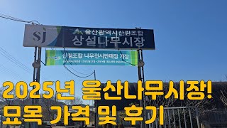 2025년도 울산산림조합나무시장 오픈!! 묘목 가격 및 후기