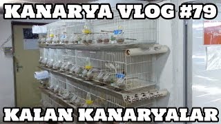 Kanarya Vlog #79 (Kalan Kanaryalar)