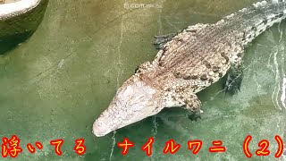 ＃ナイルワニ＃ワニ＃東山動物園【浮いてるナイルワニ（２）】🐊東山動植物園🐊ナイルワニ🌟、アリゲータ、クロコダイル、イリエワニ、アメリカワニ、オリノコワニ、オーストラリアワニ、ニューギニアワニ、zoo