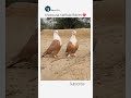 karbalai kabutar video youtube pigeon kabutar shorts love whatsapp viral newvideo