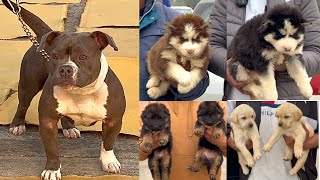 Mansa Dog Show Punjab 2025🔥 Puppy Market in Mansa Punjab 🐕 Dhanoa kennel ‼️