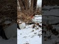 northern cardinal cardinalis cardinalis male flying in slow motion. 27.02.2022 shorts