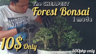 500pesos (10$) Forest Style Bonsai \