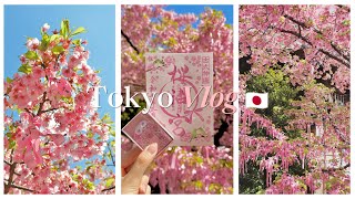🇯🇵벚꽃이 만개한 사쿠라 신궁 방문기 / [JPN] 桜が満開した桜神宮行ってみた