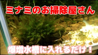 ミナミヌマエビが増えた水槽に苔まみれの水草をドボン！