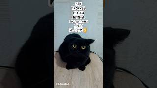 Уже совсем скоро..😂 #shorts#cat #funny #recommended#summer #top #cats#youtubeshorts #pleasesubscribe