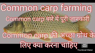 Common carp fish farming. Common carp fish की अच्छा ग्रोथ के लिए क्या करना चाहिए