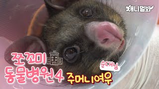 [쪼동4] 환자 : 주머니여우 순대님ㅣToday’s Patient: Common Brushtail Possum