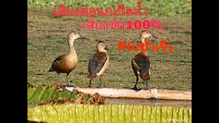 เสียงต่อนกเป็ดน้ำ เสียงชัด100% ต่อเข้าเร็ว#กดติดตาม