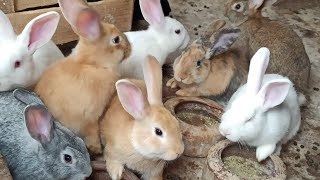 تربيه الارانب على السطح و معلومات هامه لنجاح التربيه،👍🐱🐱🐰🐰