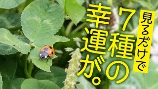 見ると幸せになる♪幸運を呼ぶテントウムシ Become happy when you see ♪ ladybird calling for good luck　【昆虫01】