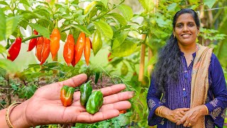 ഇത്രയും മതി മഴക്കാലത്ത് മുളക് പൂക്കാനും കായ്ക്കാനും | Mulaku Krishi Malayalam | Green Chilli Farming