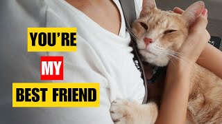 8 Signs Your Cat Sees You As Their Favourite Person