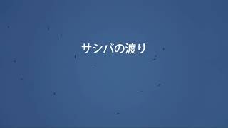 2021年10月2日（土）秋のサシバの渡り