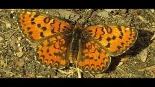 Melitaea trivia, the lesser spotted fritillary  Greece  by  Theo