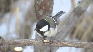 シジュウカラ向日葵種食事