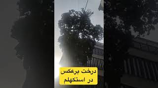 ماجرای درخت برعکس در استکهلم چیه😳😳🇸🇪🇸🇪