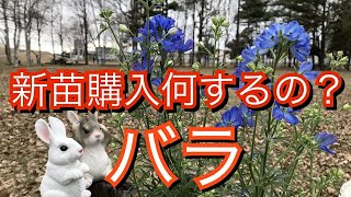 【バラ初心者】💐新苗購入　病害虫対策　植え替え　ガーデンチャンネルオススメ薔薇ジャクリーヌデュプレ買ってみた‼️