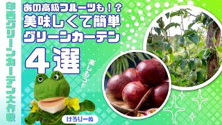 はじめようグリーンカーテン/美味しくて簡単グリーンカーテン４選【印西グリーンカーテン大作戦】