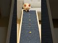 法鬥不敢走下坡 french bulldog dare not go down the slope